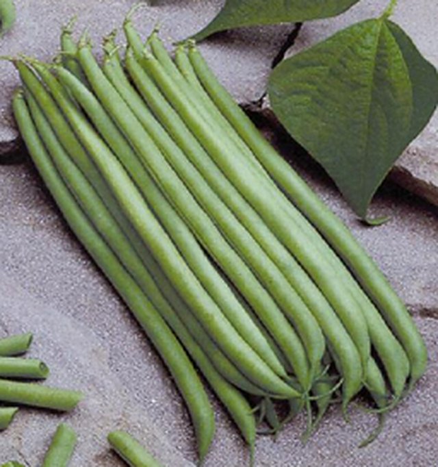 Komal Green — French Beans seeds, Durga Seed Farm