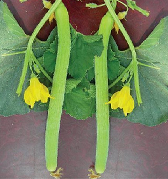 Long Melon Durgesh Komal — Long Melon seeds, Durga Seed Farm