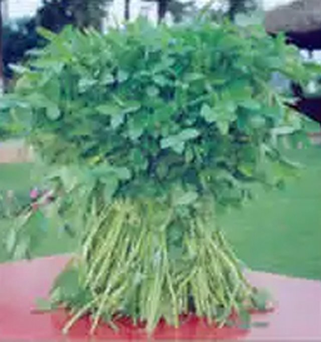 Barseem Warden (Fodder Seed) — Grass seeds, Durga Seed Farm