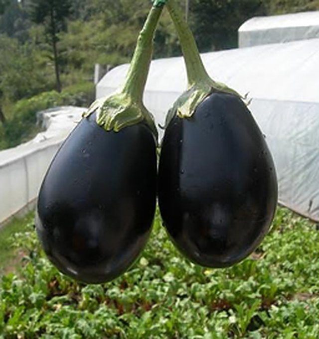 Brinjal Mukta Keshi) — Brinjal seeds, Durga Seed Farm