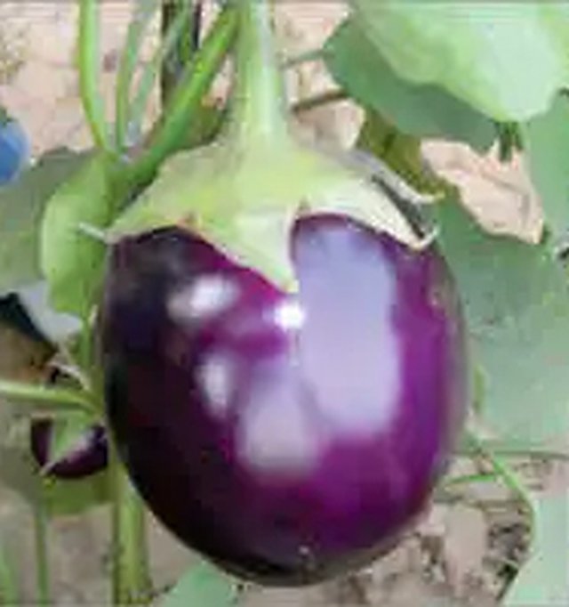 Brinjal Purple Round (Br-112) — Brinjal seeds, Durga Seed Farm