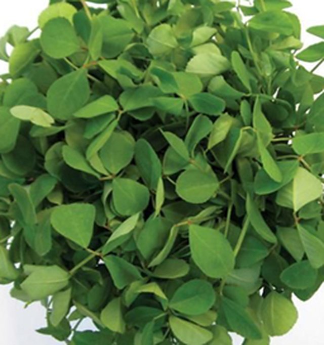 Methi Kasuri — Methi seeds, Durga Seed Farm