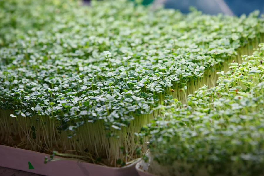 Cabbage micro greens seeds — Durga Seed Farm