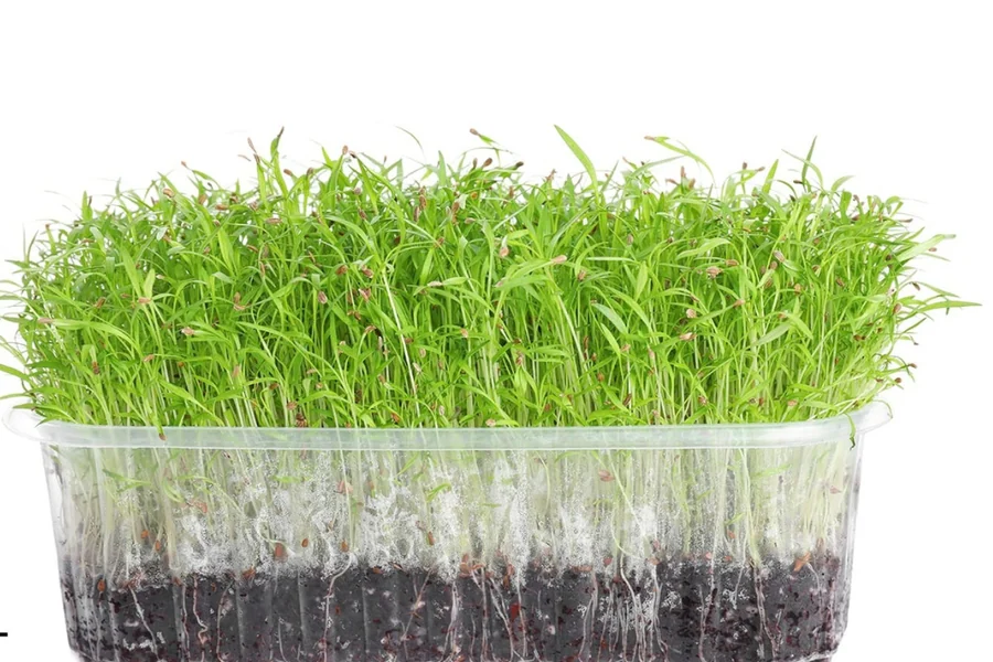Carrot micro greens seeds — Durga Seed Farm