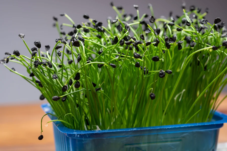 Onion micro greens seeds — Durga Seed Farm